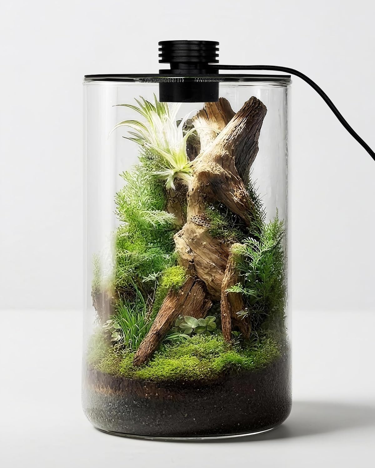 Indoor Glass Terrarium with Gr - Betta Fish Tank ulasan dan harga